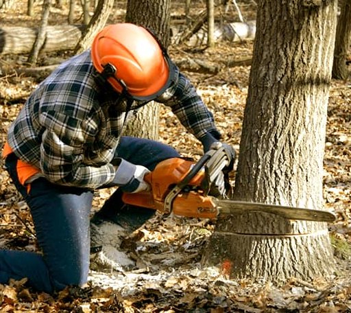 Tree Removal in Wilson, AR